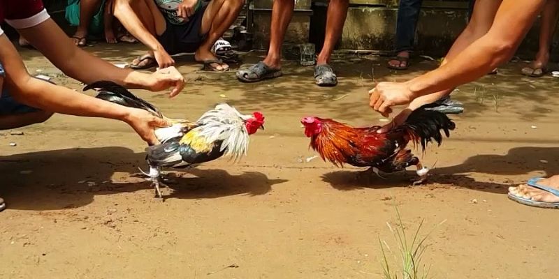 Người chơi có thể đặt cược thời gian thực ngay khi trận đấu diễn ra